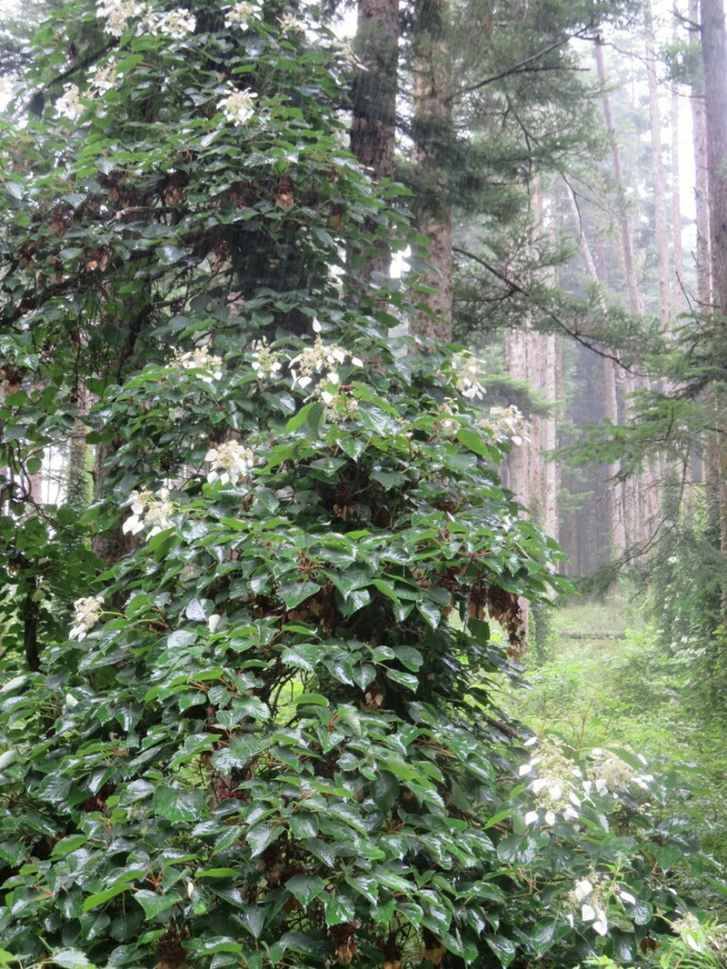 Schizophragma hydrangeoides photo 3