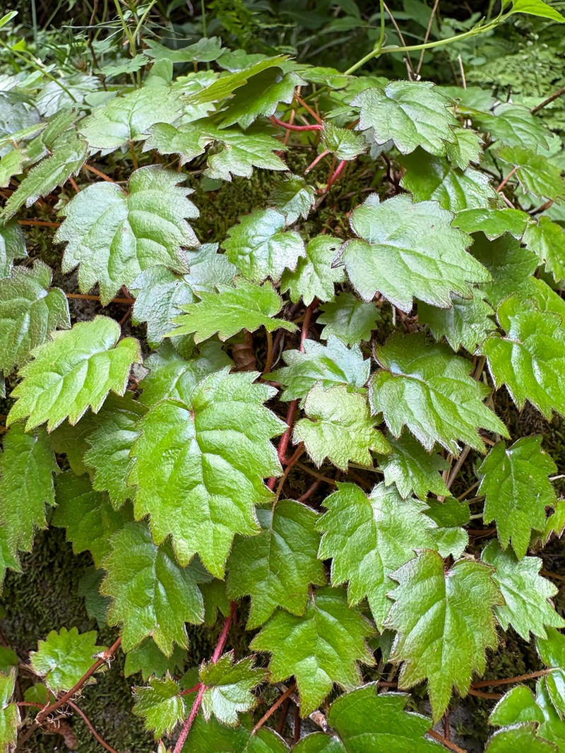 Schizophragma hydrangeoides photo 5