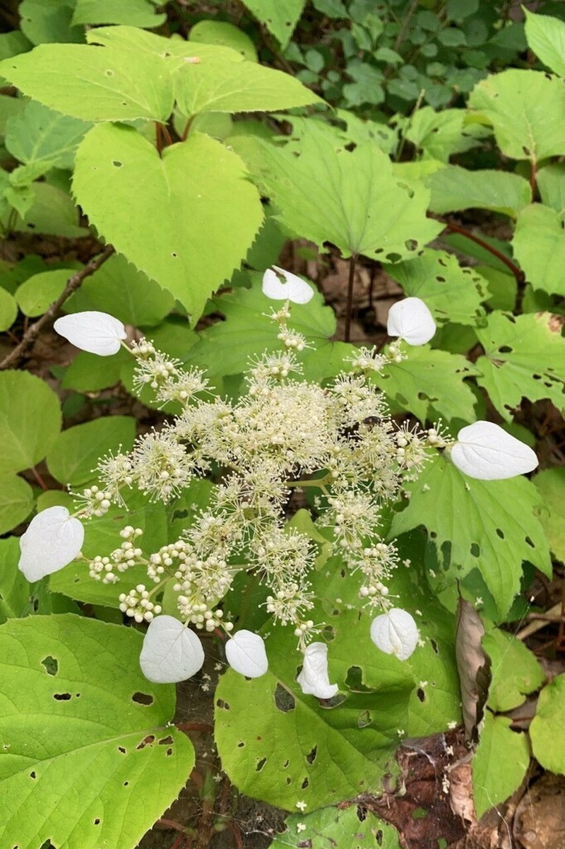 Schizophragma hydrangeoides photo 6