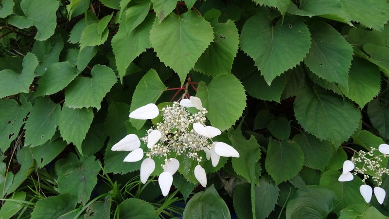 Schizophragma hydrangeoides photo 7