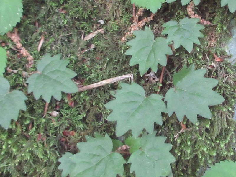 Schizophragma hydrangeoides photo 8