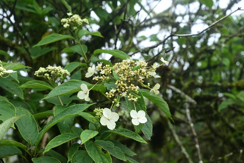 Hydrangea hypoglauca