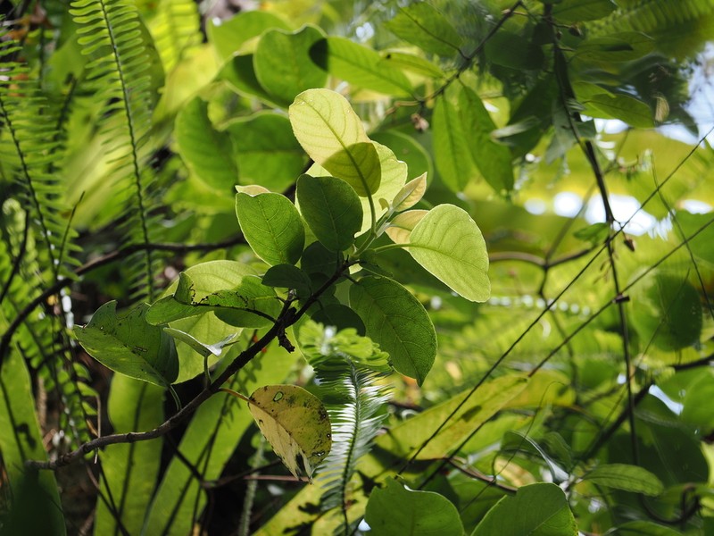 Hydrangea integrifolia