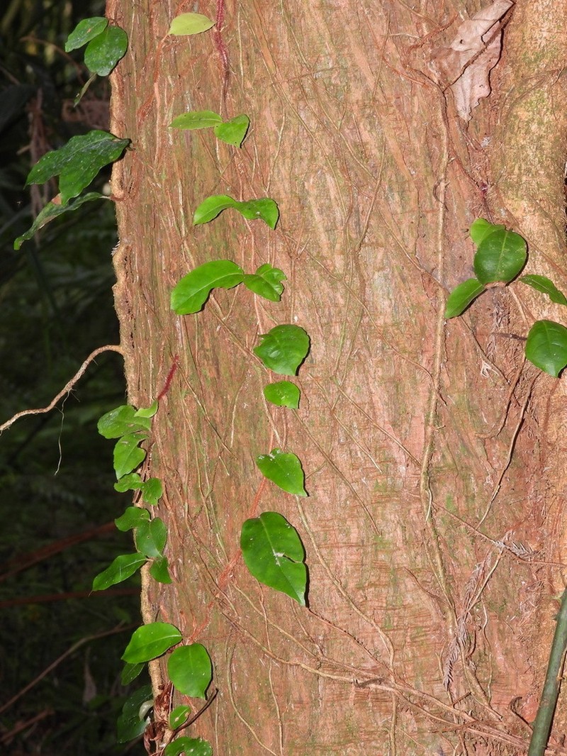 Hydrangea integrifolia photo 2