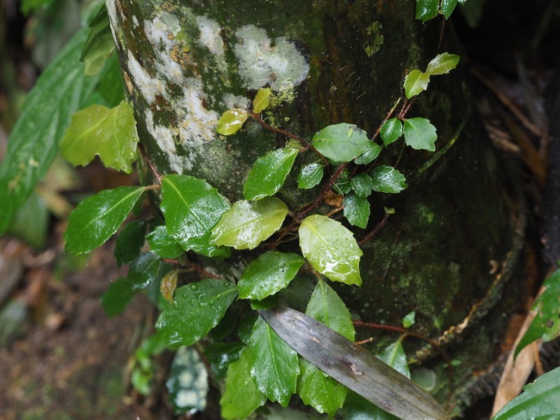 Hydrangea integrifolia photo 3