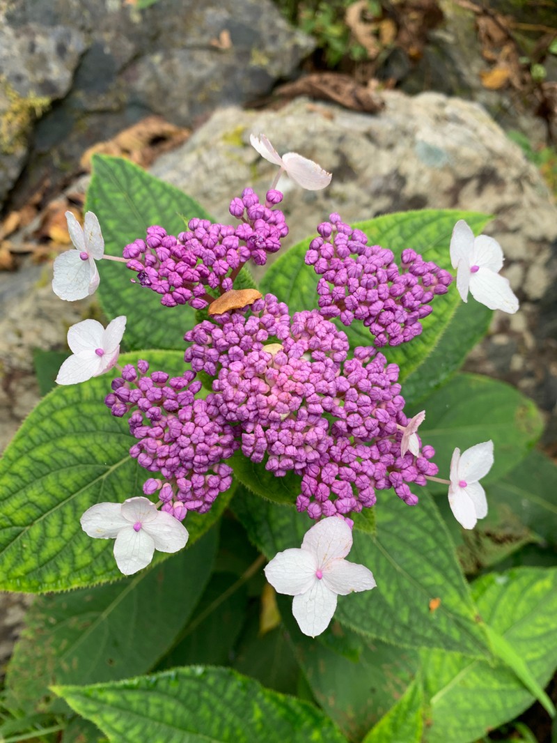 Hydrangea involucrata