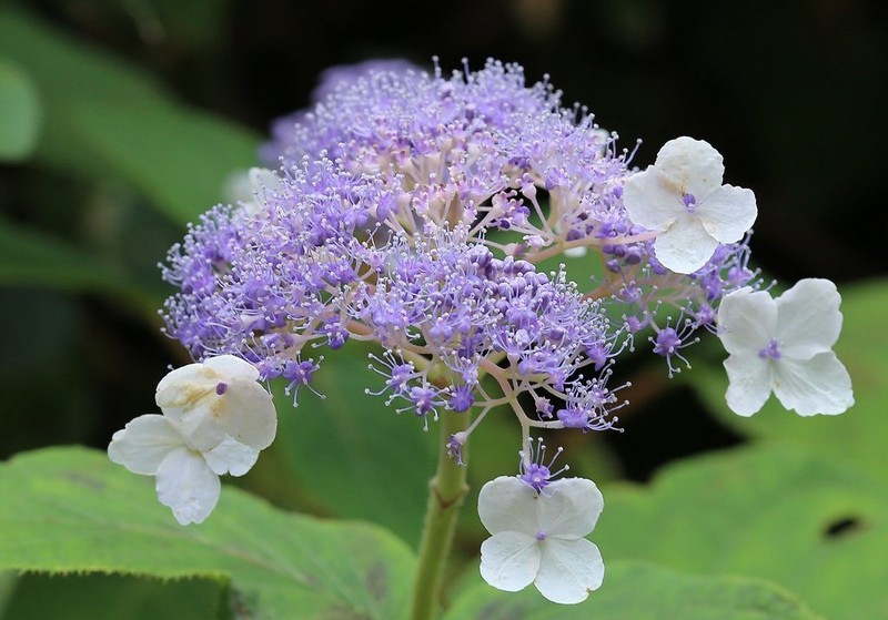 Hydrangea involucrata photo 2