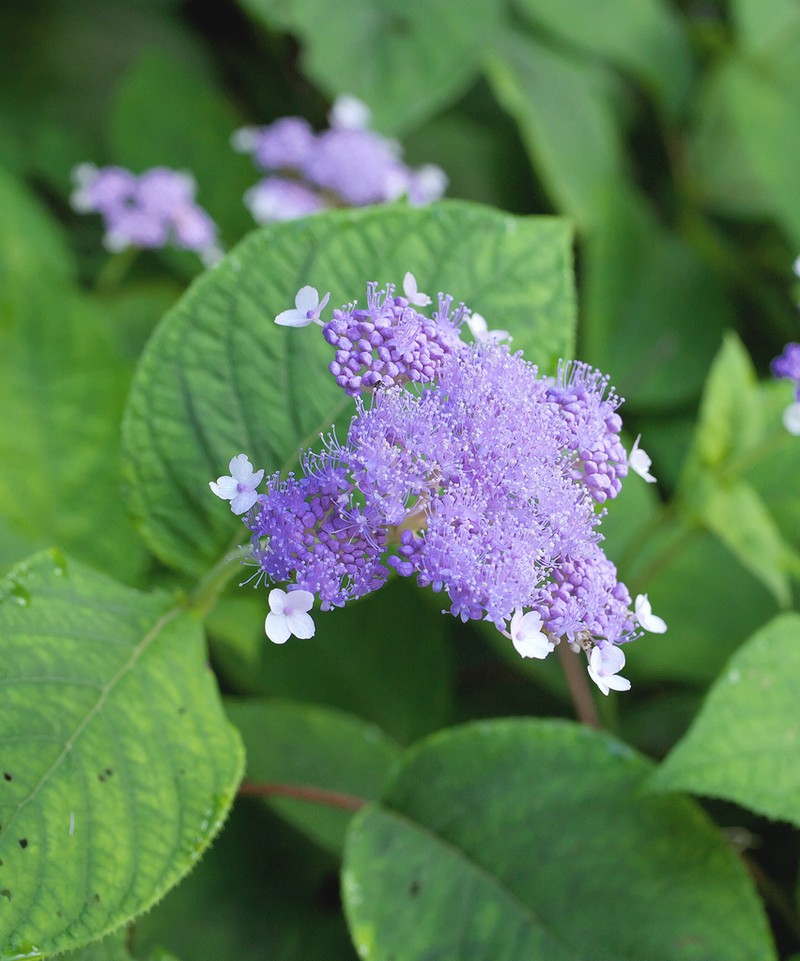 Hydrangea involucrata photo 4