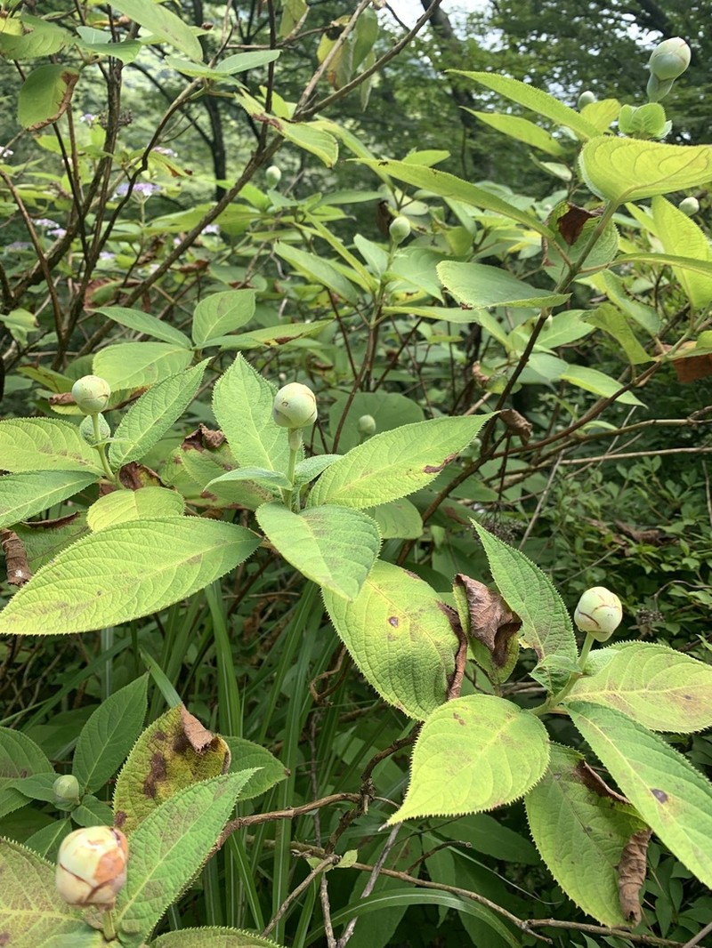 Hydrangea involucrata photo 5