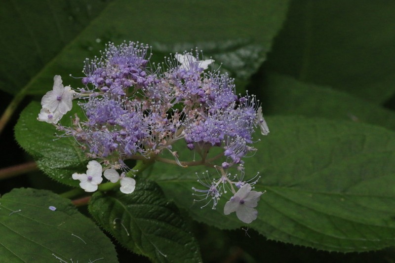Hydrangea involucrata photo 6