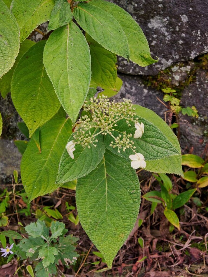 Hydrangea involucrata photo 7