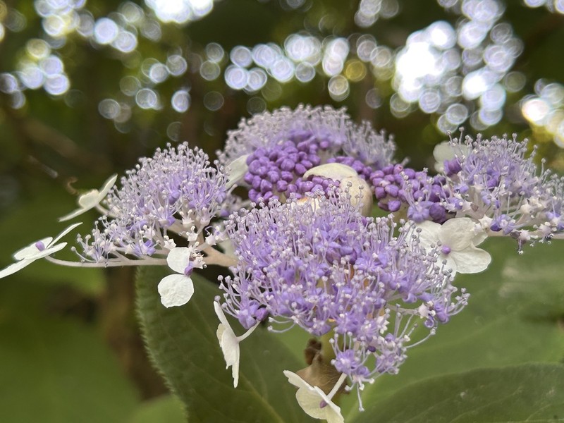 Hydrangea involucrata photo 8