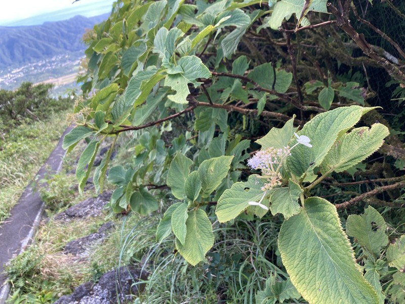 Hydrangea involucrata var. idzuensis photo 2