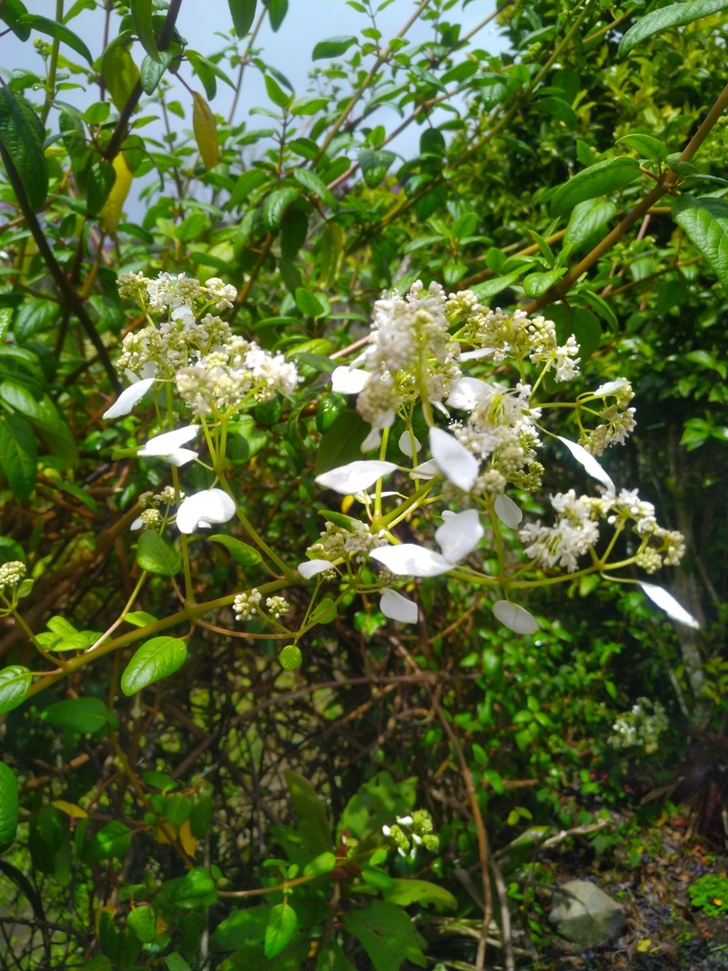 Hydrangea jelskii photo 2