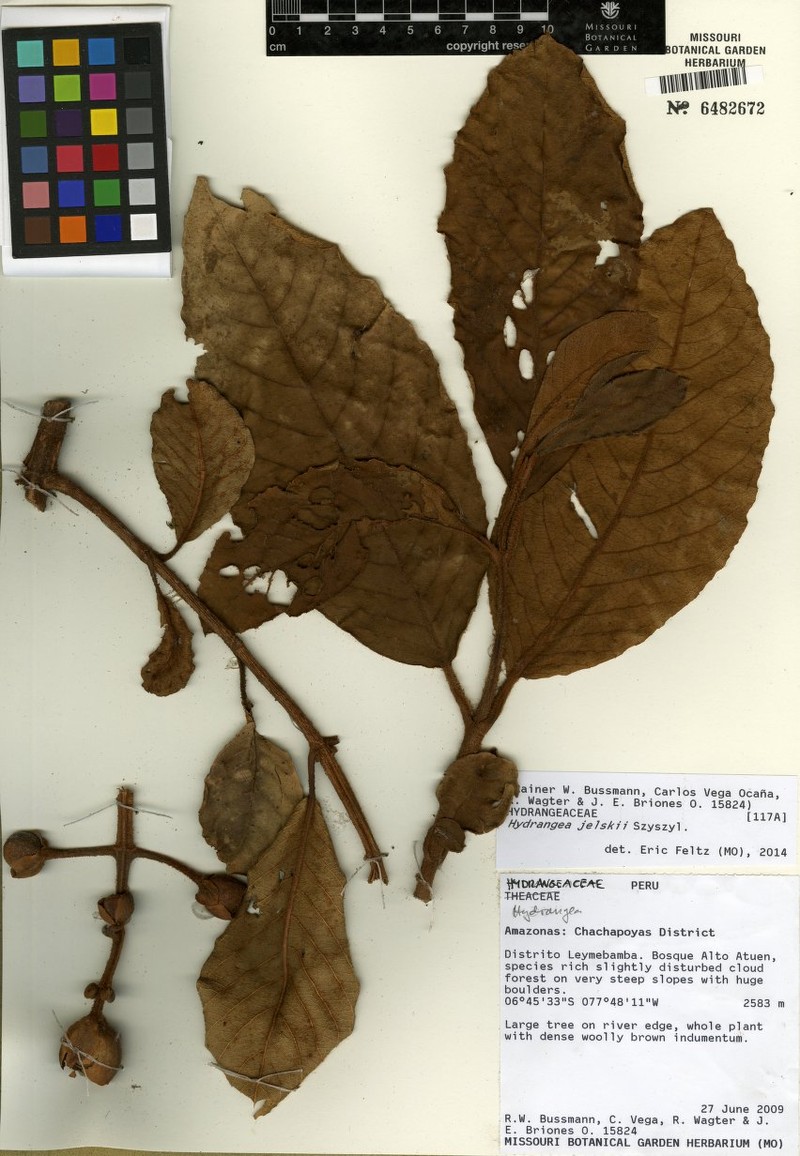 Hydrangea jelskii photo 5