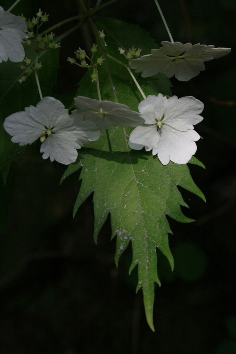 Hydrangea kawagoeana photo 2
