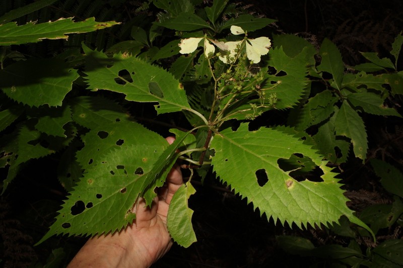 Hydrangea kawagoeana photo 3