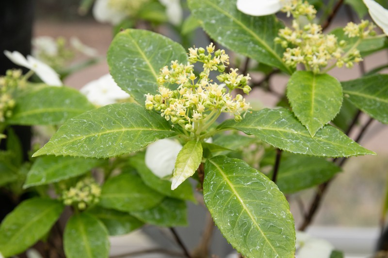 Hydrangea kawagoeana