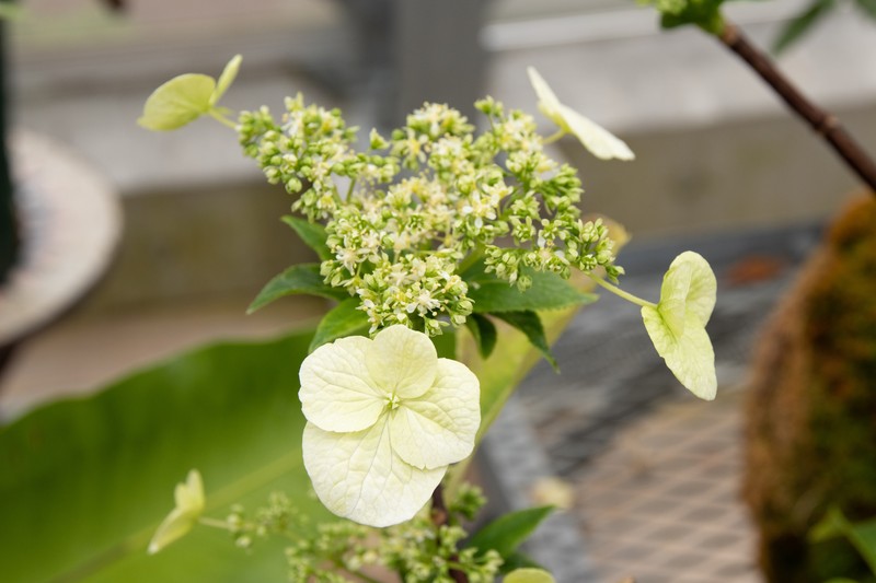 Hydrangea kawagoeana photo 5