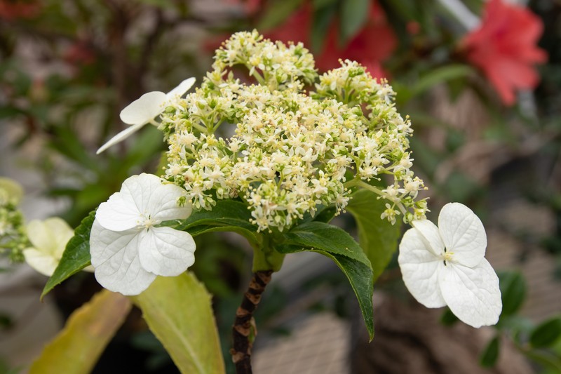 Hydrangea kawagoeana photo 6