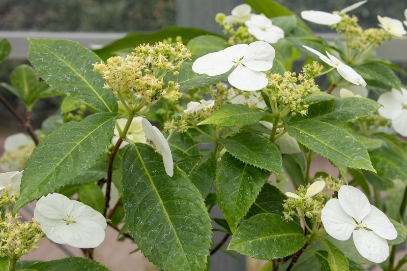 Hydrangea kawagoeana photo 7