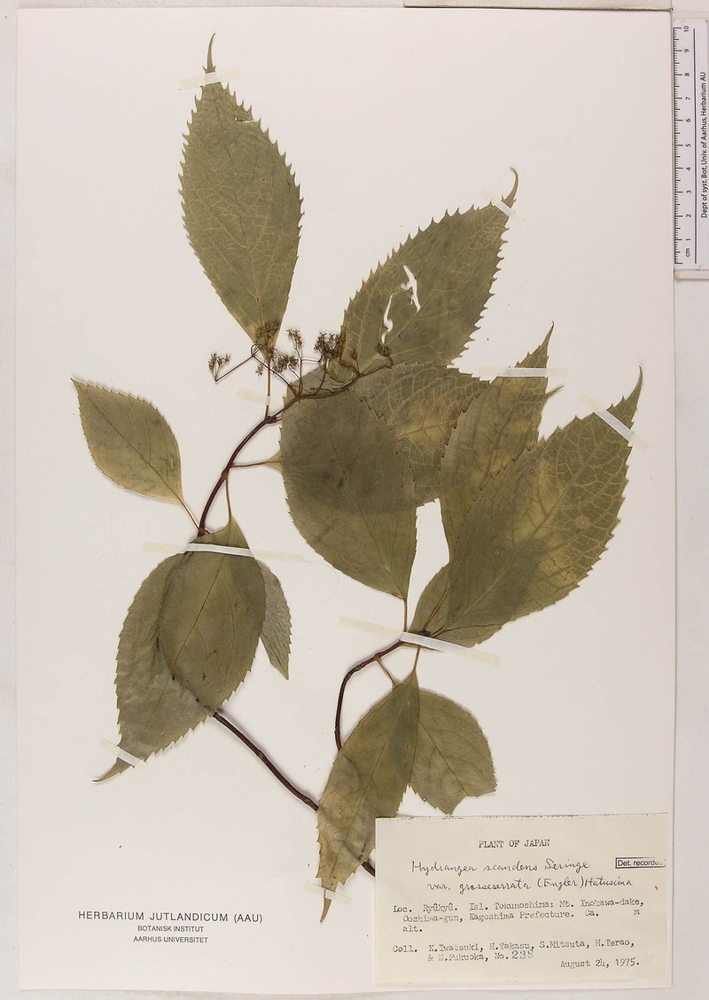 Hydrangea kawagoeana var. grosseserrata