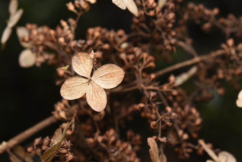 Hydrangea kwangsiensis photo 2