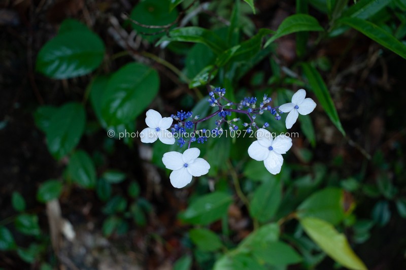 Hydrangea kwangsiensis photo 3