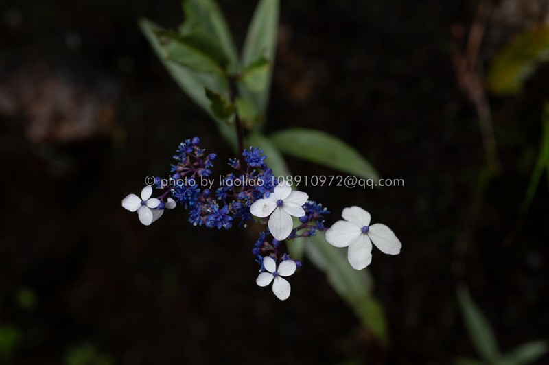 Hydrangea kwangsiensis photo 5