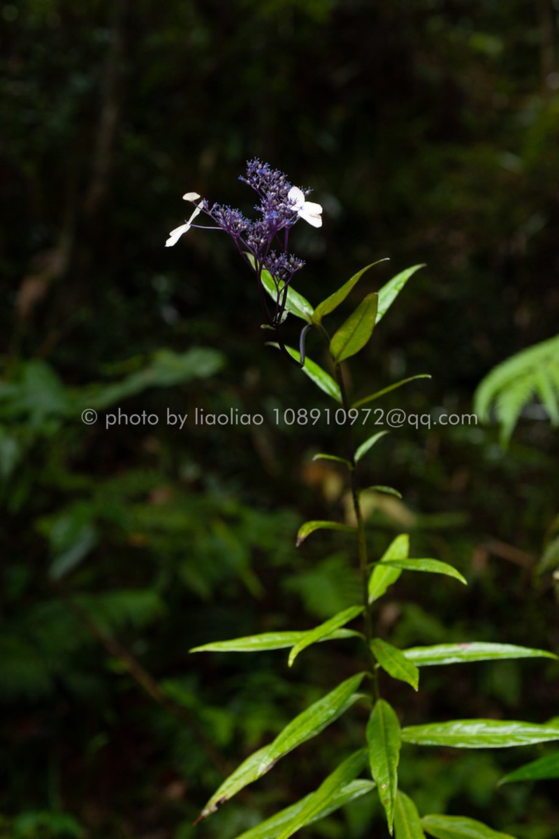 Hydrangea kwangsiensis photo 6
