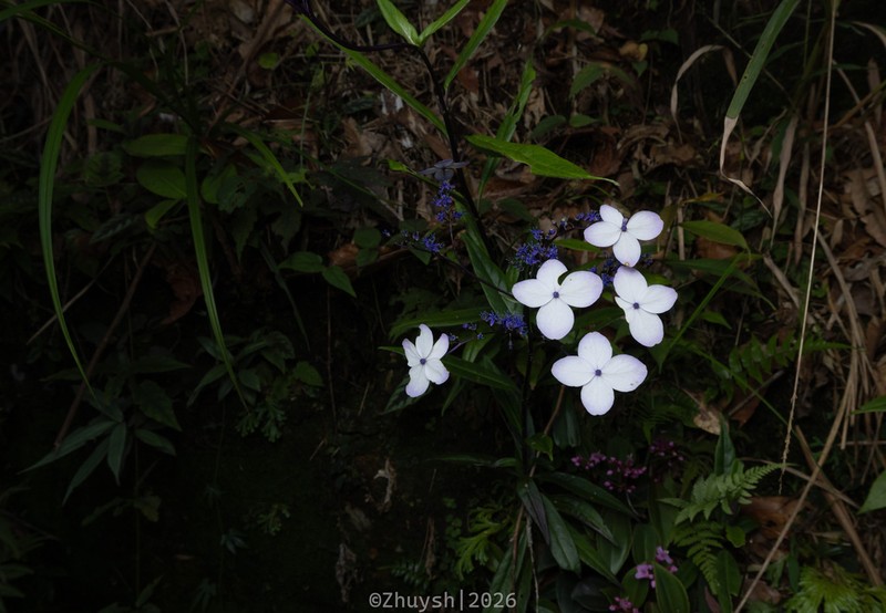 Hydrangea kwangsiensis photo 8
