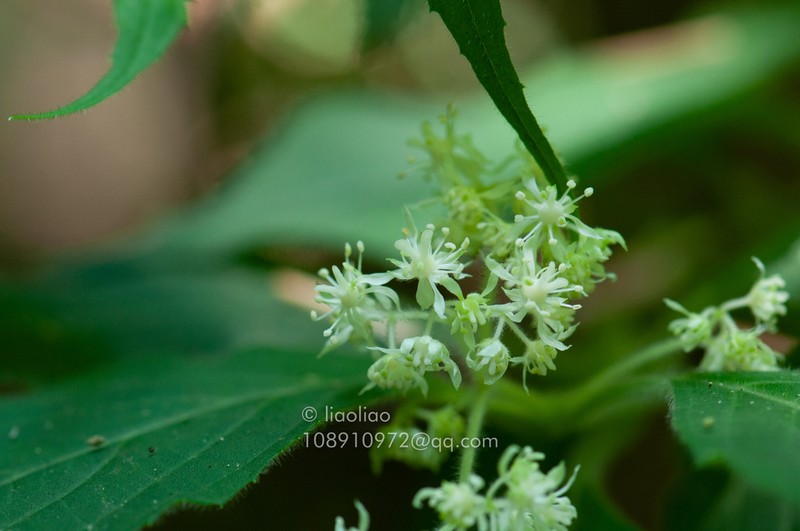 Hydrangea kwangtungensis