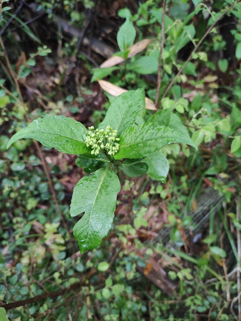 Hydrangea lingii
