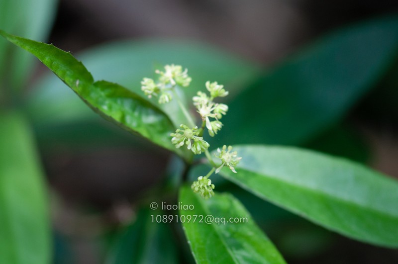 Hydrangea lingii photo 3