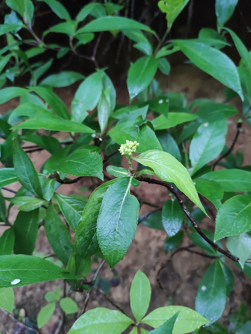 Hydrangea lingii photo 4
