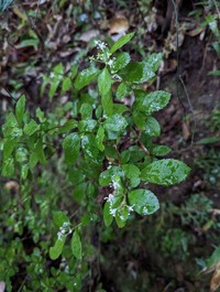 Hydrangea liukiuensis