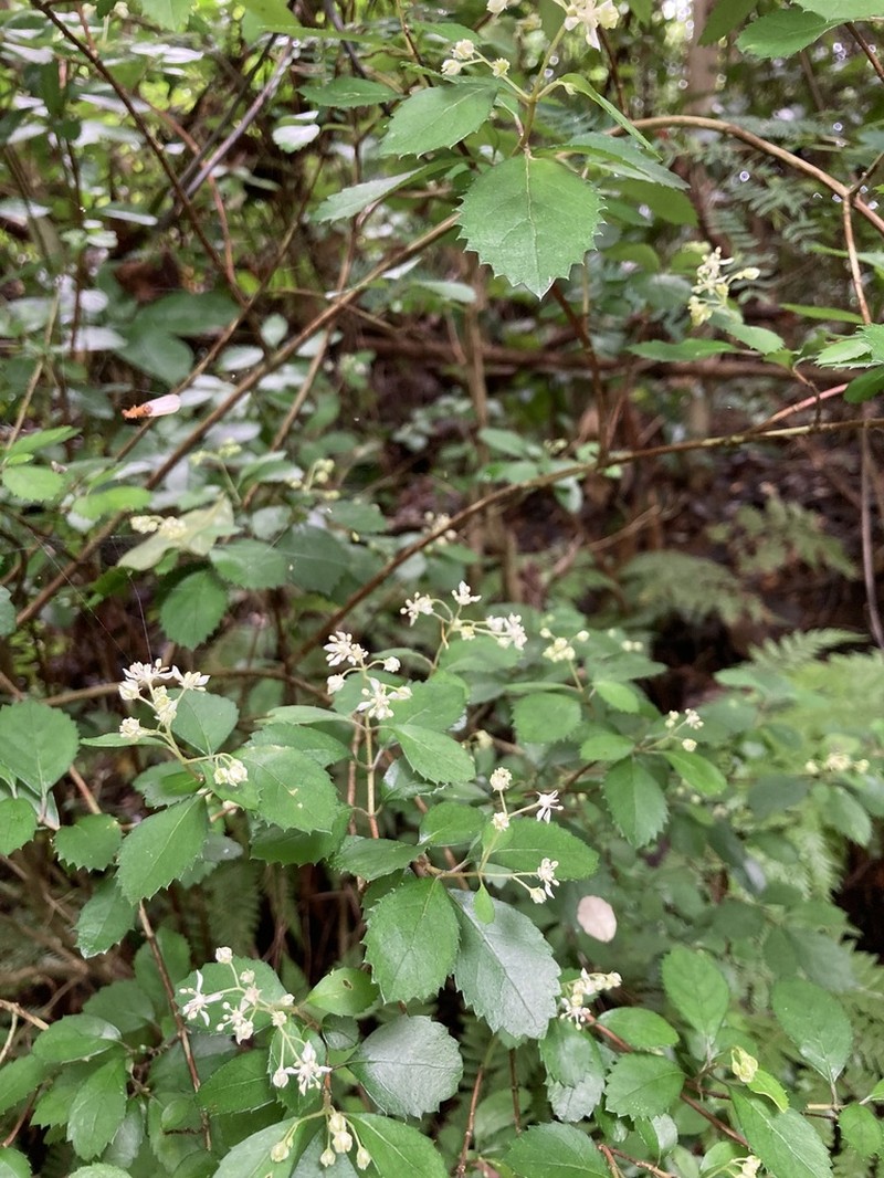 Hydrangea liukiuensis photo 2