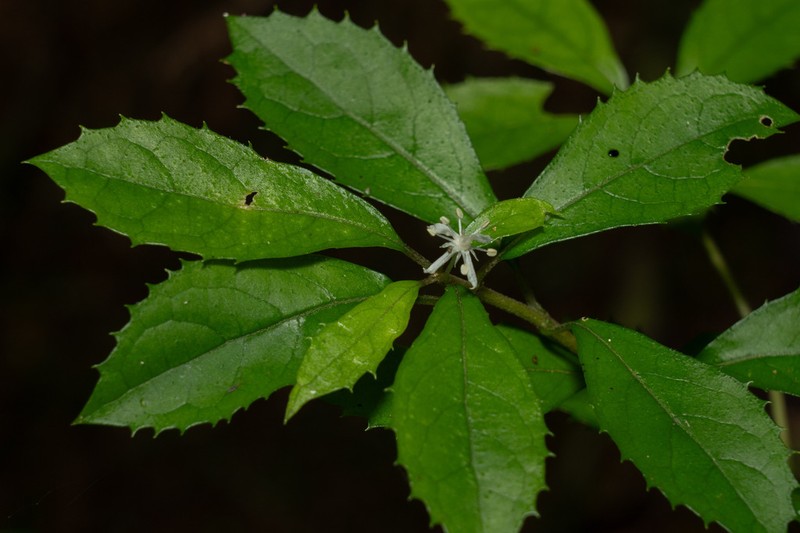 Hydrangea liukiuensis photo 3