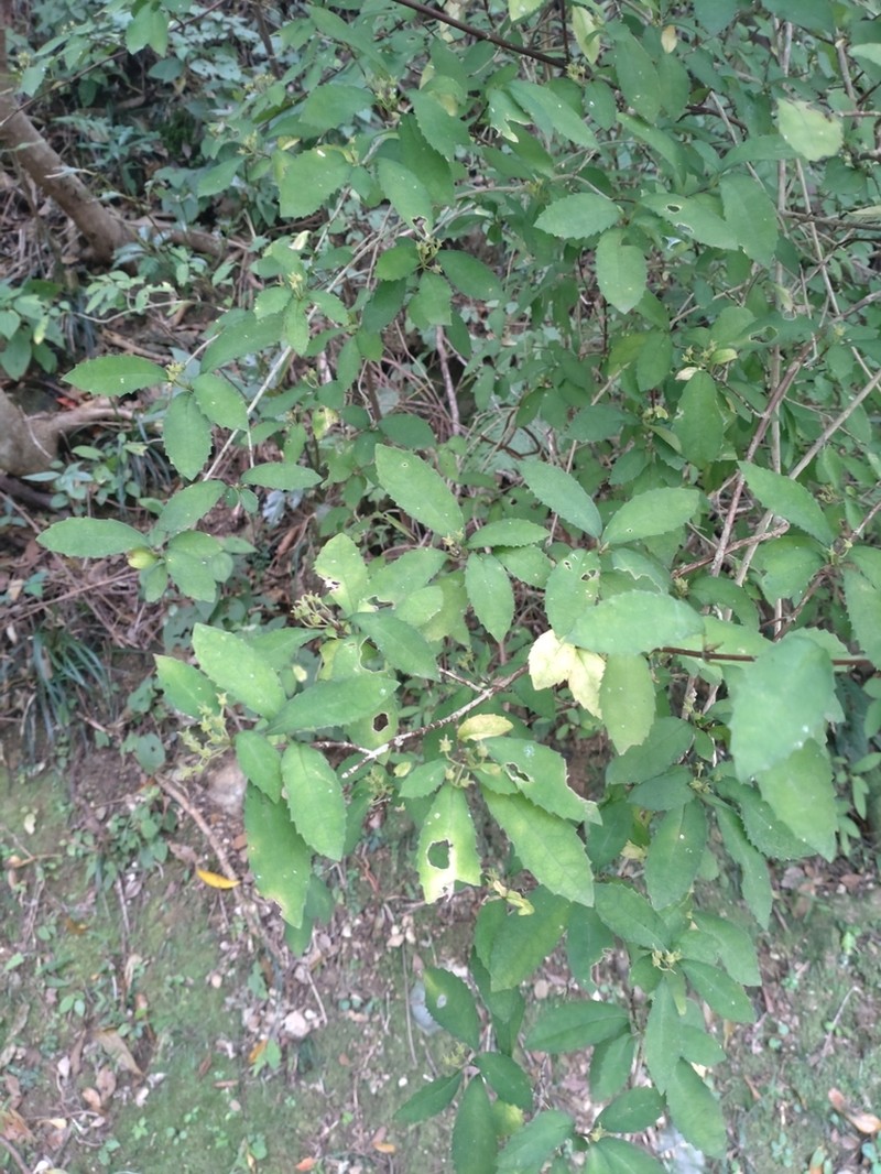Hydrangea liukiuensis photo 4
