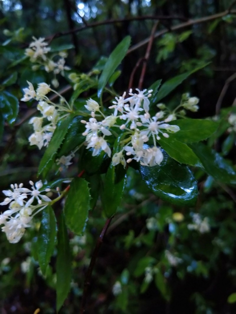 Hydrangea liukiuensis photo 5