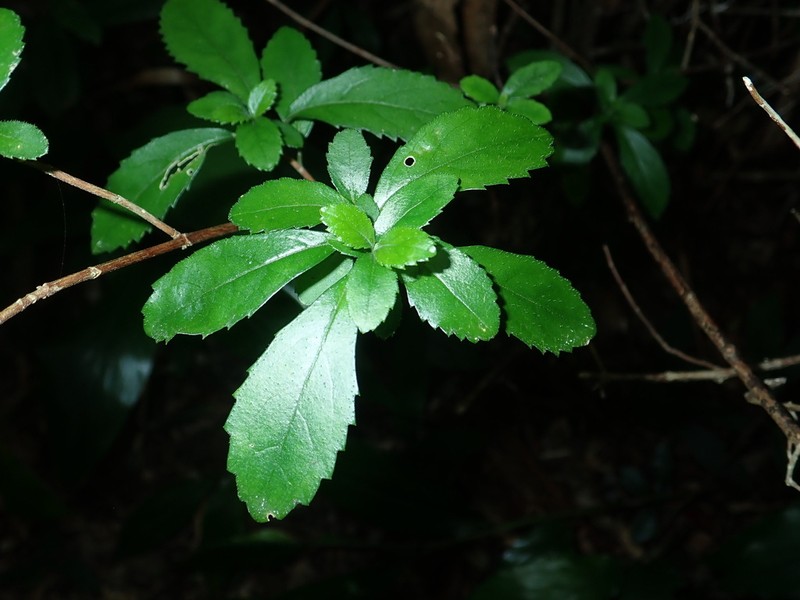 Hydrangea liukiuensis photo 6