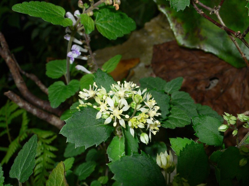 Hydrangea liukiuensis photo 7