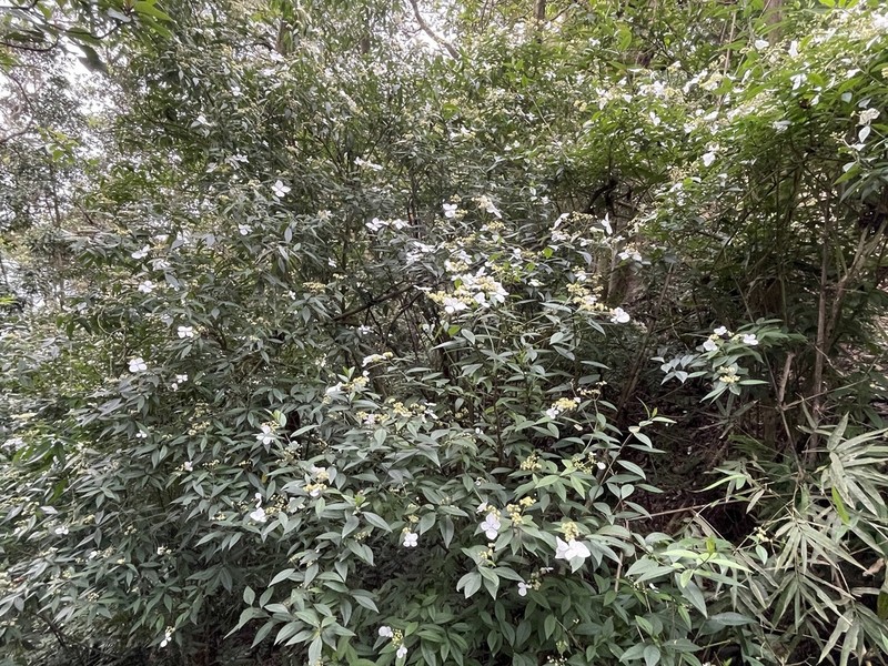 Hydrangea lobbii