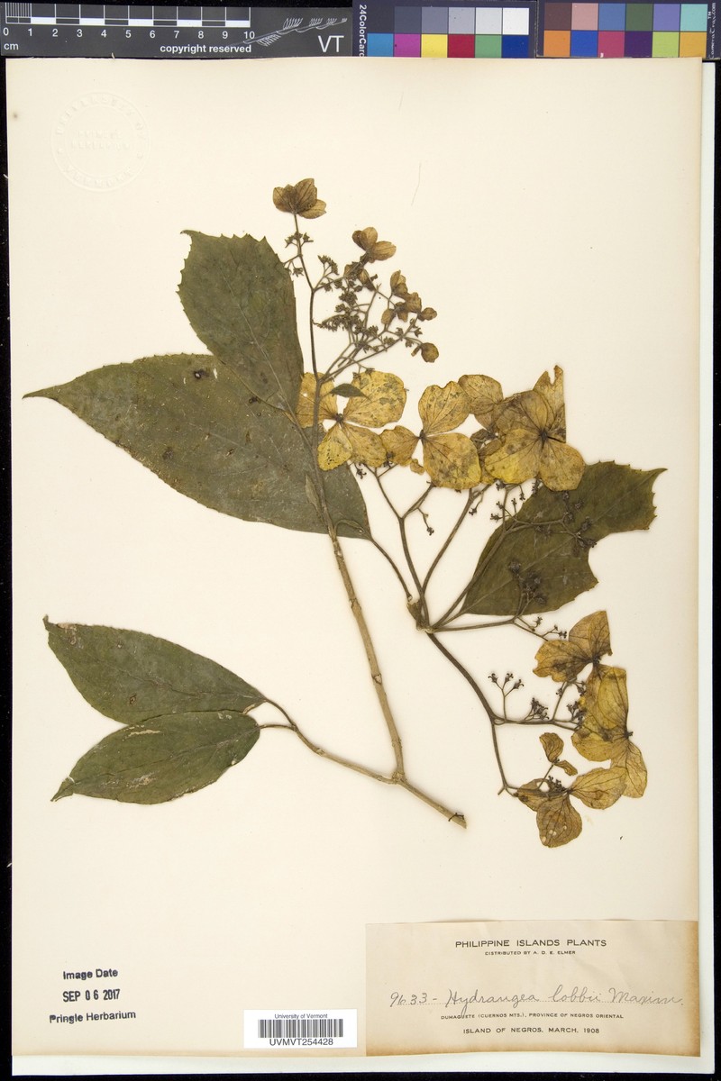 Hydrangea lobbii photo 5