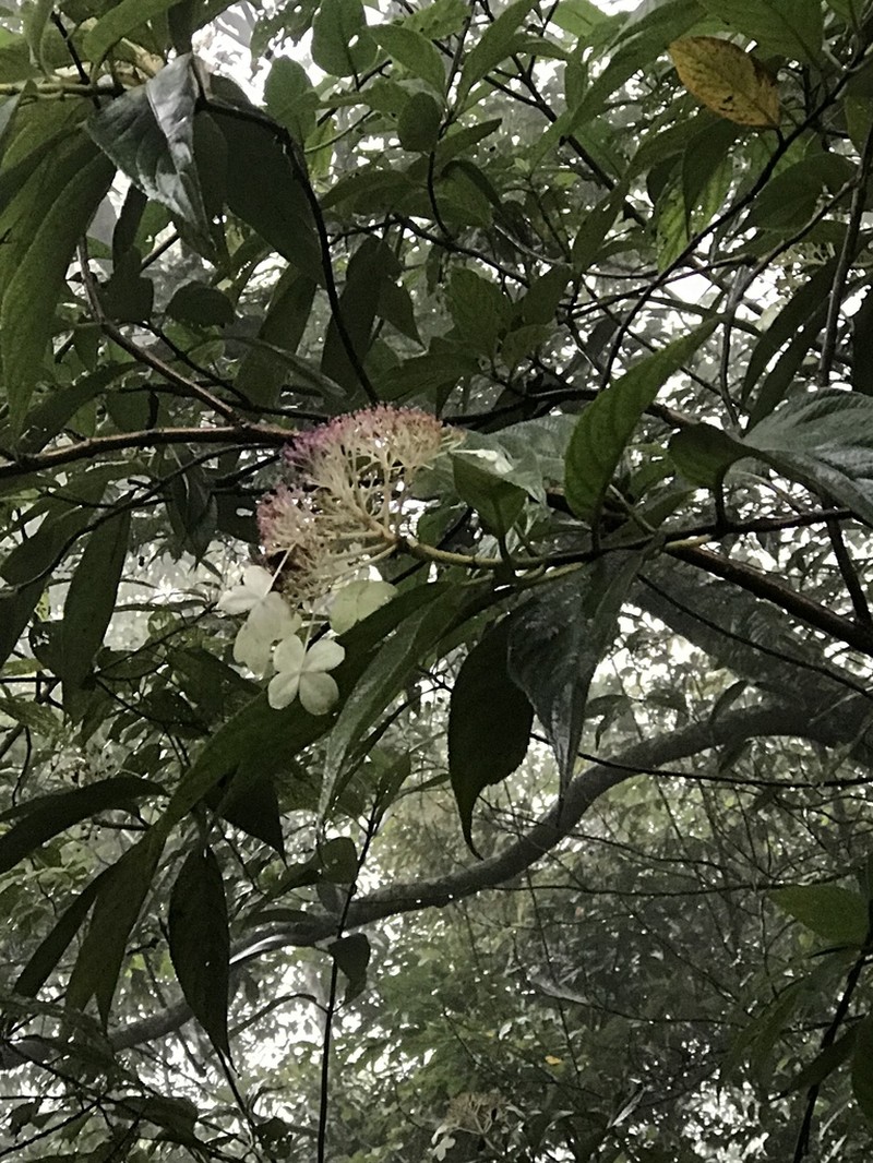 Hydrangea longifolia photo 2