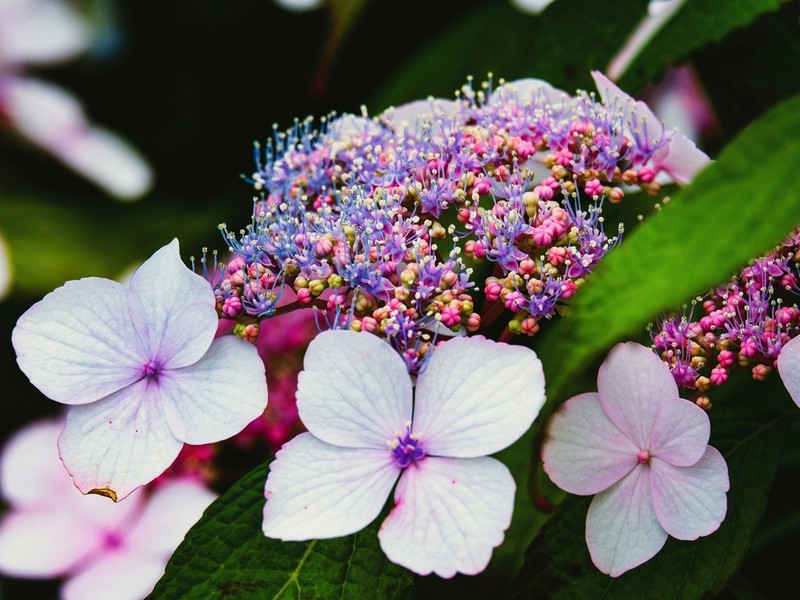 Hydrangea longifolia photo 3