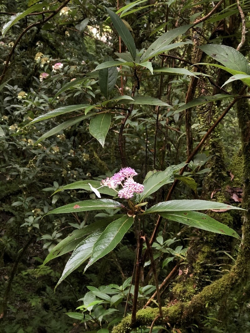 Hydrangea longifolia photo 4