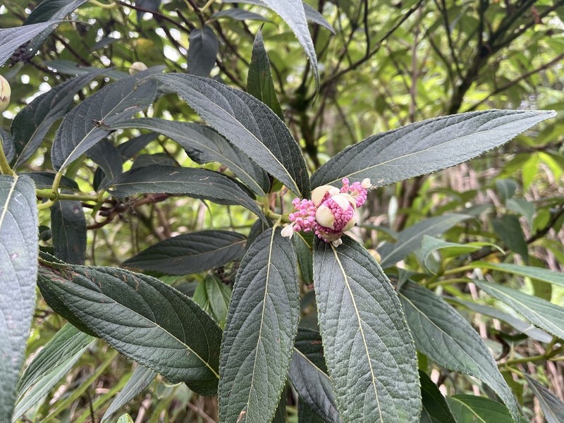Hydrangea longifolia photo 5