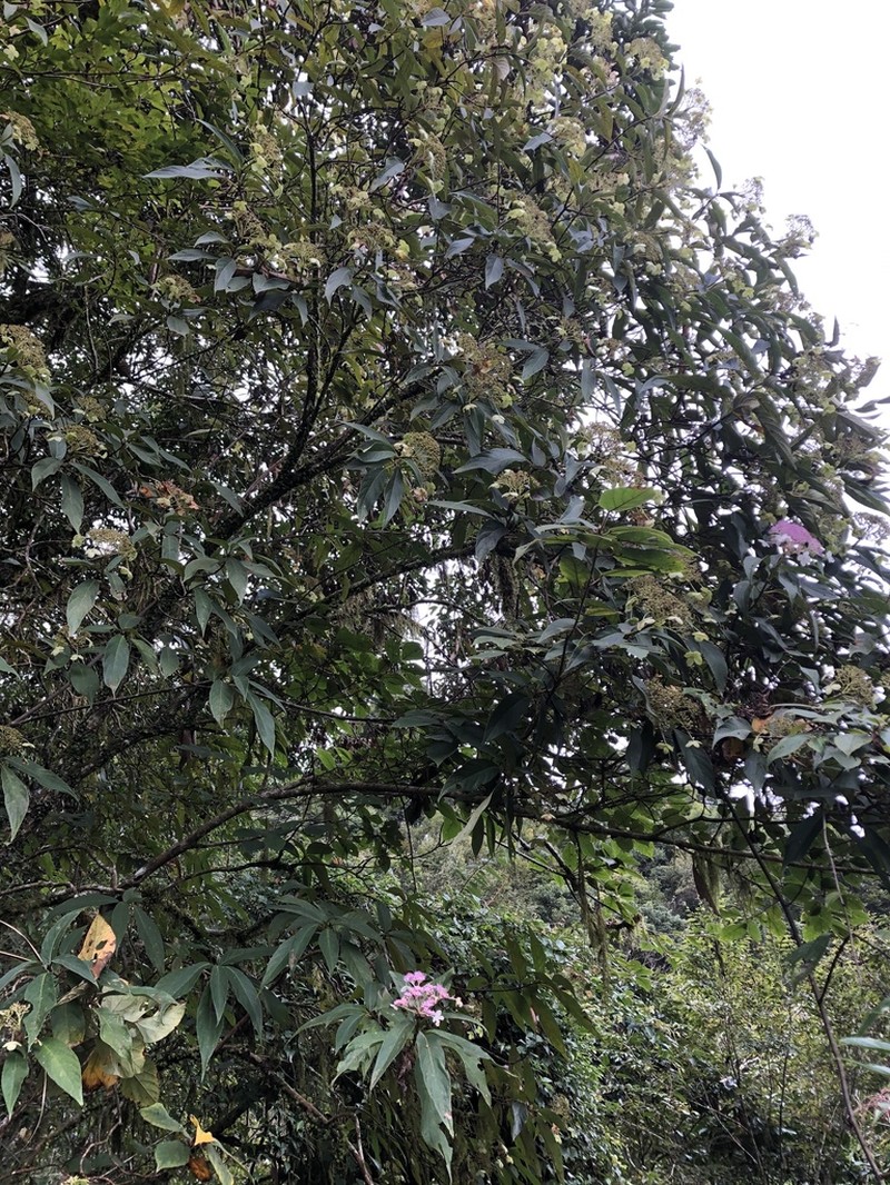 Hydrangea longifolia photo 6