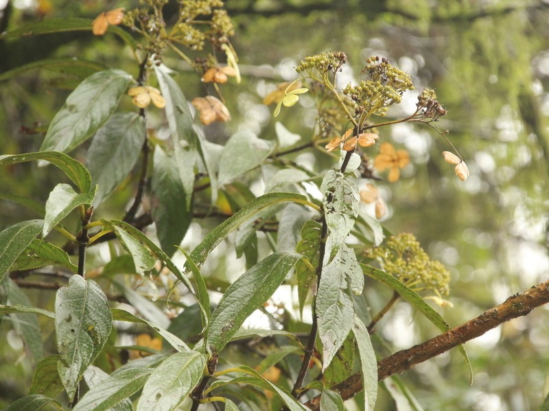 Hydrangea longifolia photo 7